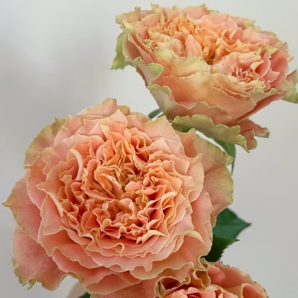 Country Spirit Louise Rose