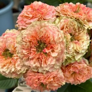 Country Spirit Louise Rose