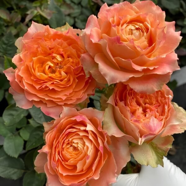 Country Spirit Louise Rose