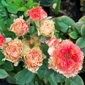 Country Spirit Louise Rose