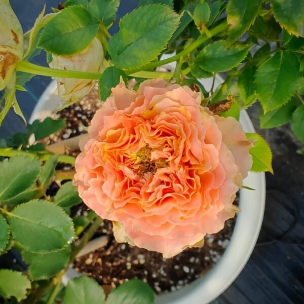 Country Spirit Louise Rose