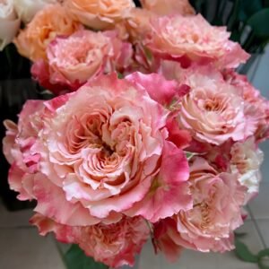 Country Spirit Louise Rose