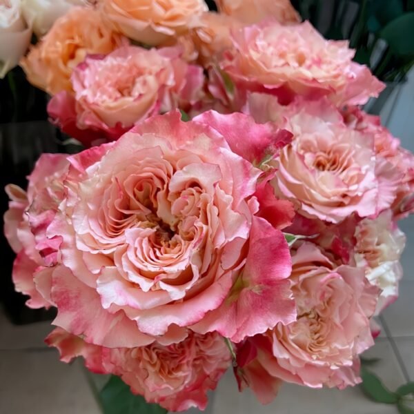 Country Spirit Louise Rose