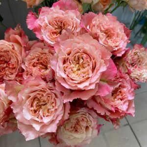 Country Spirit Louise Rose