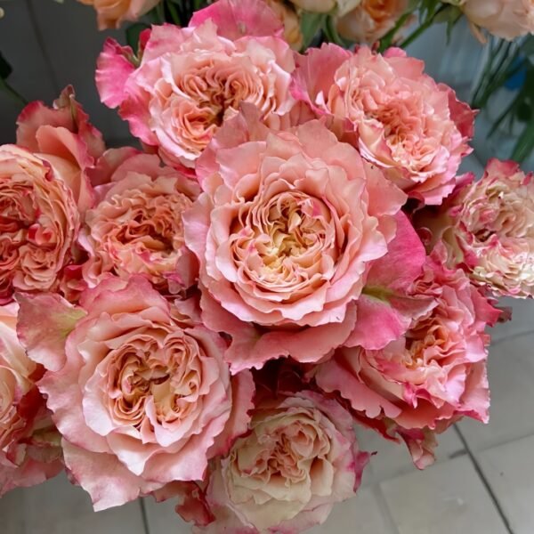 Country Spirit Louise Rose