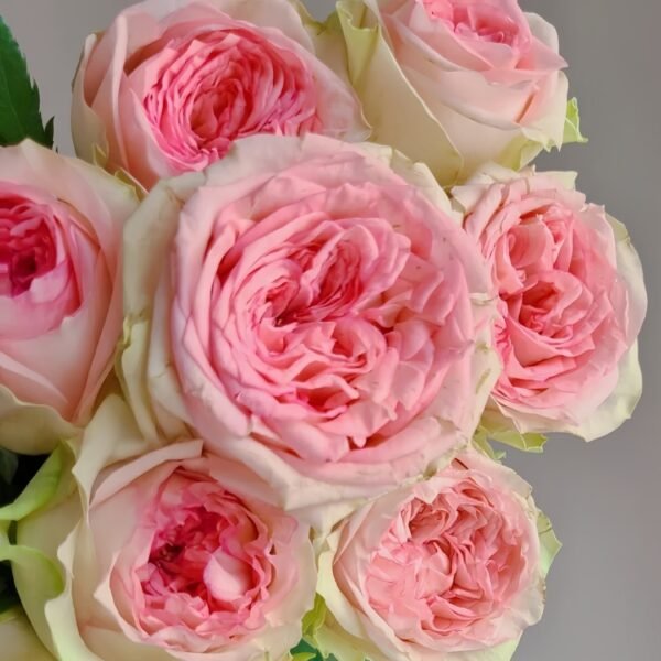 Country Spirit Princess Rose