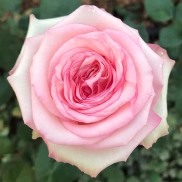 Country Spirit Princess Rose