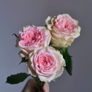 Country Spirit Princess Rose