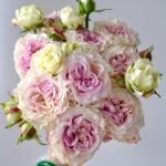 Dolce Summerhouse Rose