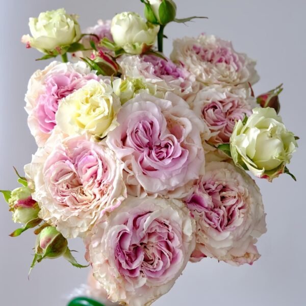 Dolce Summerhouse Rose