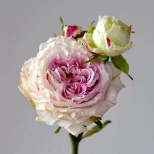 Dolce Summerhouse Rose