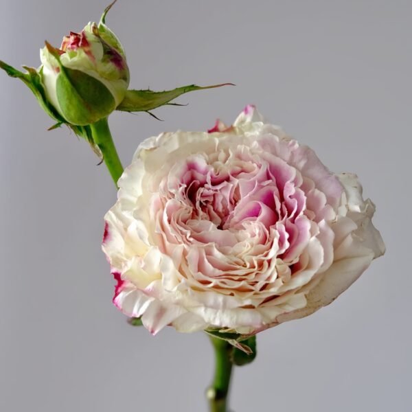 Dolce Summerhouse Rose