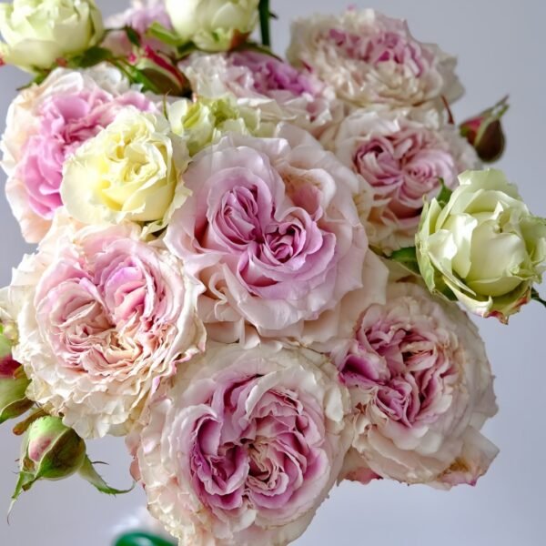 Dolce Summerhouse Rose