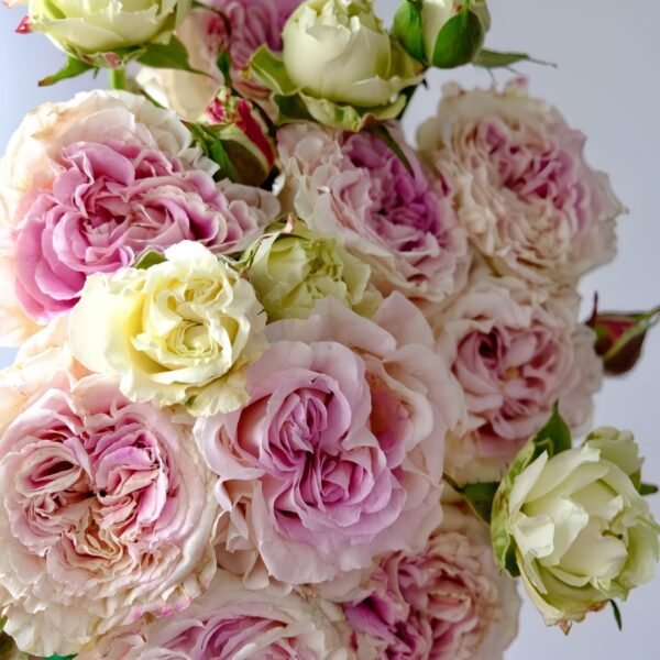 Dolce Summerhouse Rose