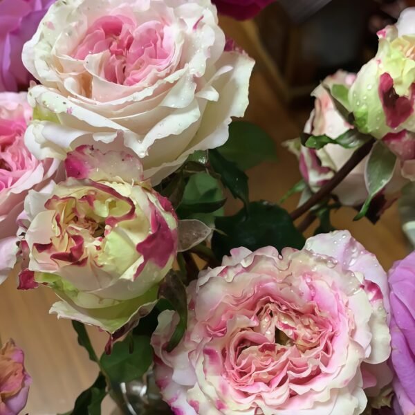 Dolce Summerhouse Rose