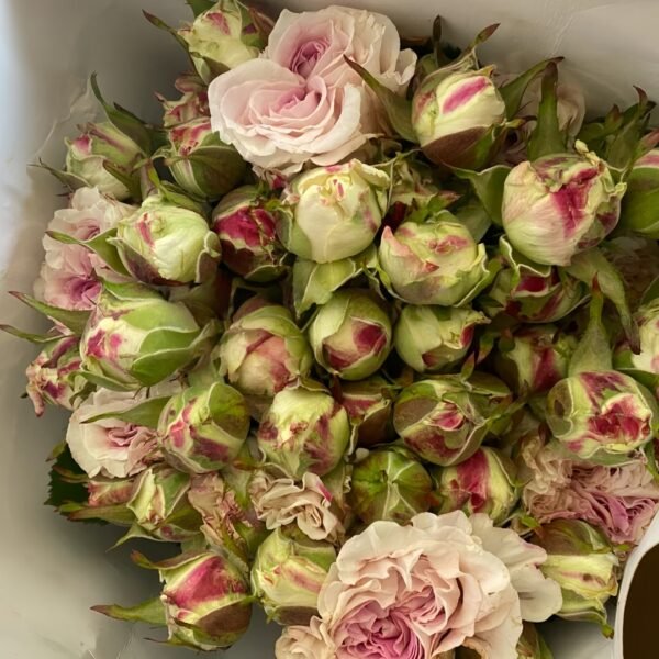 Dolce Summerhouse Rose