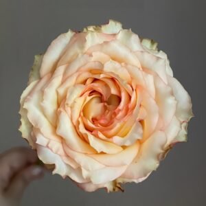 Garden City Rose