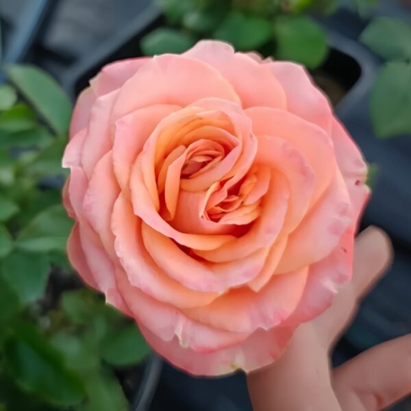 Garden City Rose