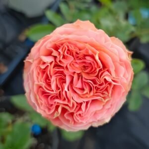 Garden City Rose