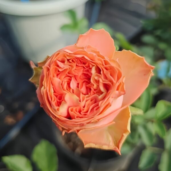 Garden City Rose