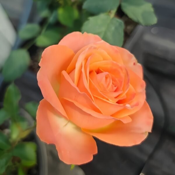 Garden City Rose