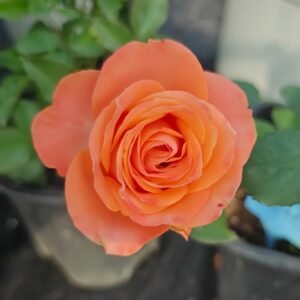 Garden City Rose