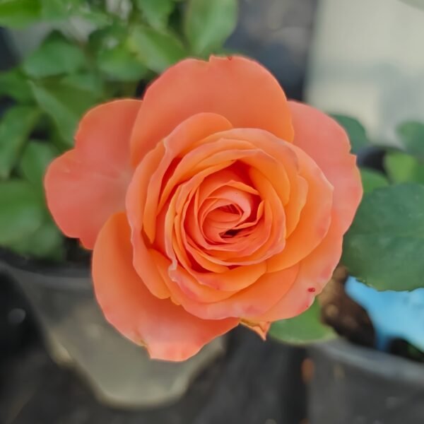 Garden City Rose