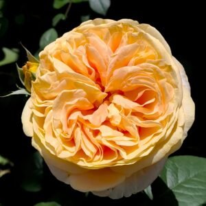 Global Beauty Rose