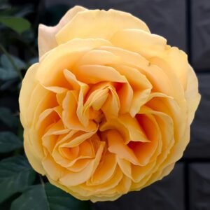 Global Beauty Rose