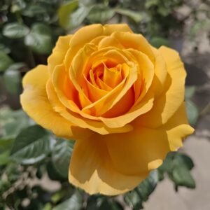Global Beauty Rose