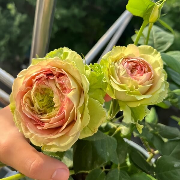 Green Planet Rose