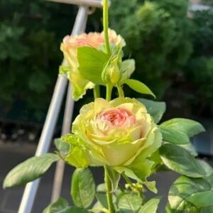 Green Planet Rose