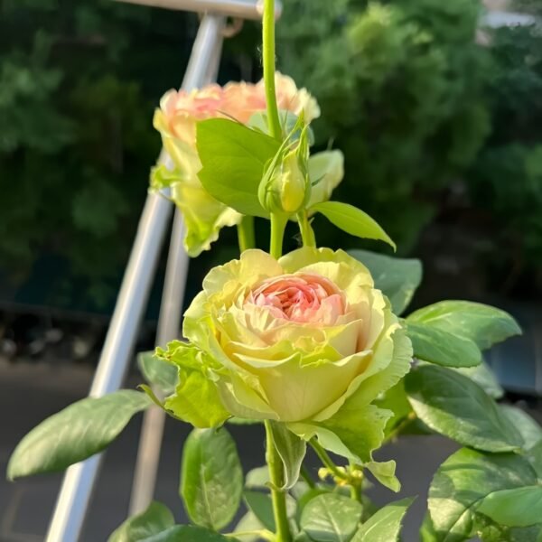 Green Planet Rose