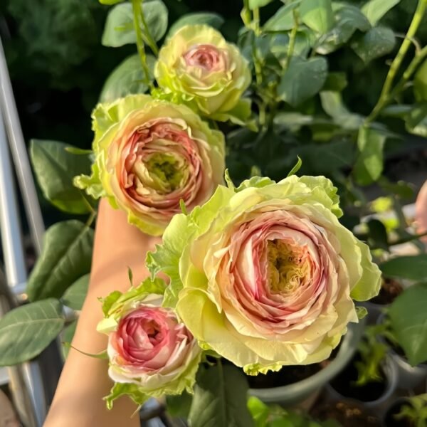 Green Planet Rose