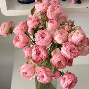 Harper Rose Plant｜竖琴师 - 图片 8