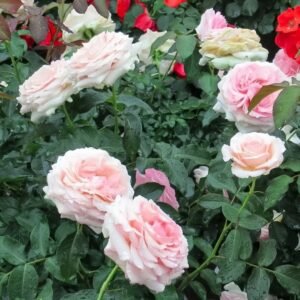 Haruno Rose Plant|春乃 - 图片 9