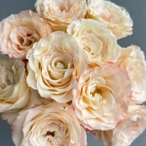 Hazel Rose Plant|赫兹 - 图片 10