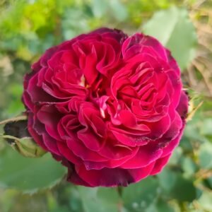 Hiraku Rose Plant｜蓝莓戒指 - 图片 10