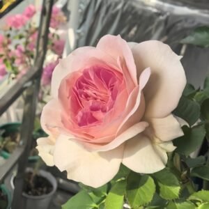 J'adore Rose