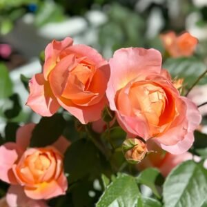 Juzi Rose Plant｜橘子 - 图片 10