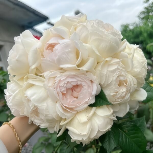 Kashou Rose