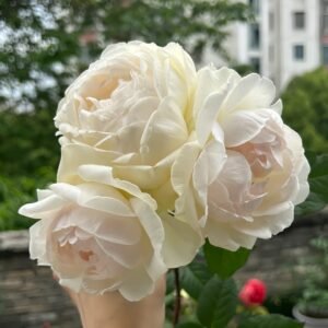 Kashou Rose