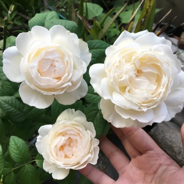 Kashou Rose