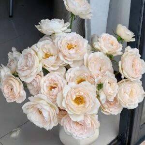 Kashou Rose Plant|华宵 - 图片 10