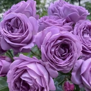 Kinda Blue Rose Plant｜微蓝 - 图片 10