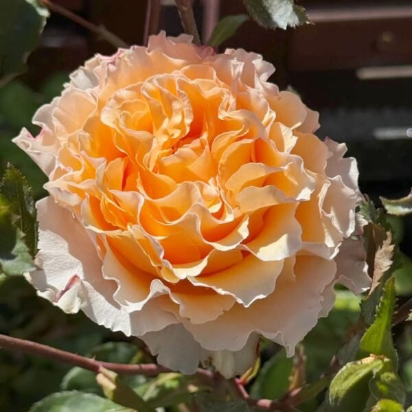 La Campanella Rose
