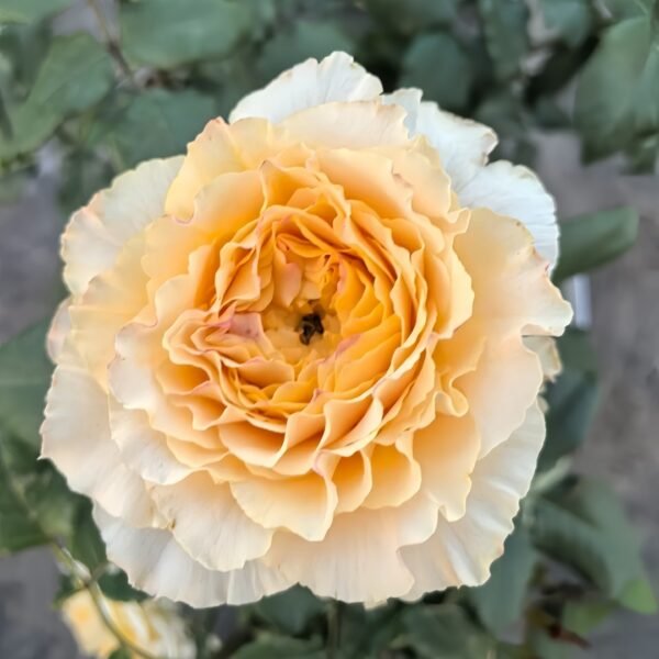 La Campanella Rose