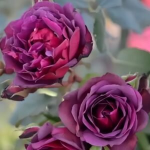 Laylah Rose Plant|黑夜莱拉 - 图片 10