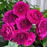 Le Temps Des Cerises Rose