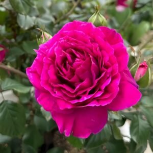 Le Temps Des Cerises Rose